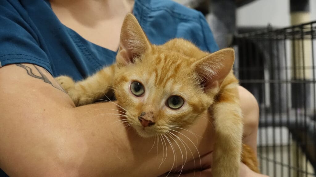Kit Crew Rescue photo
