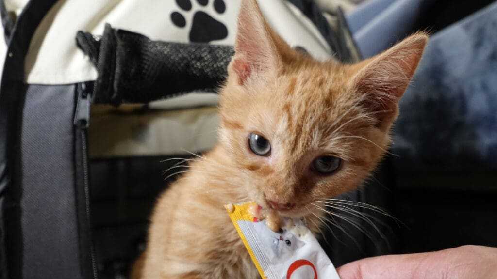 Kit Crew Rescue photo