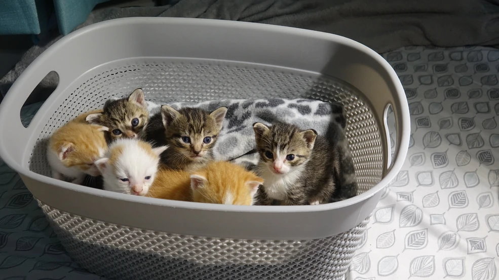 Kit Crew Rescue photo