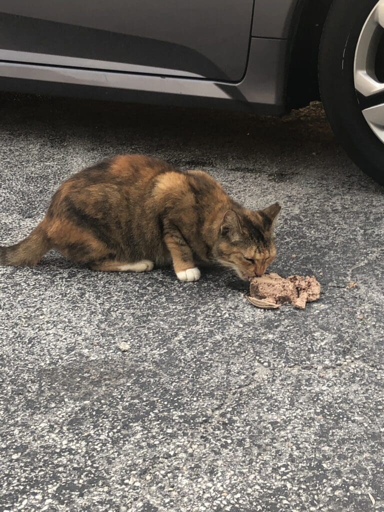 Apricot eating pavement pate