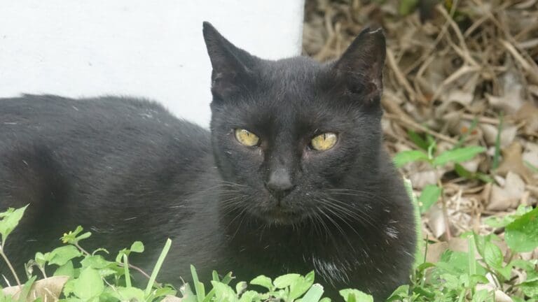 Bagheera