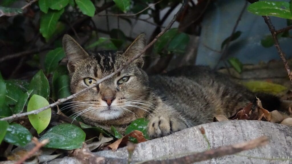 one of the earliest photos taken on the 4k camera, in which Bella was once a shy cat in this image.