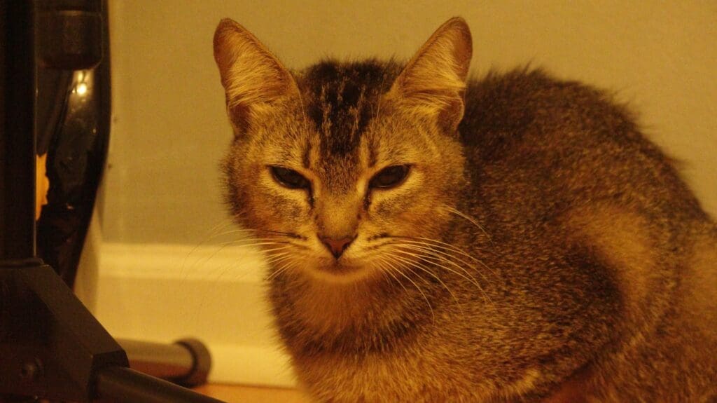 Bella during fostering, kept up all night due to her kittens.