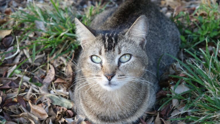 Bella