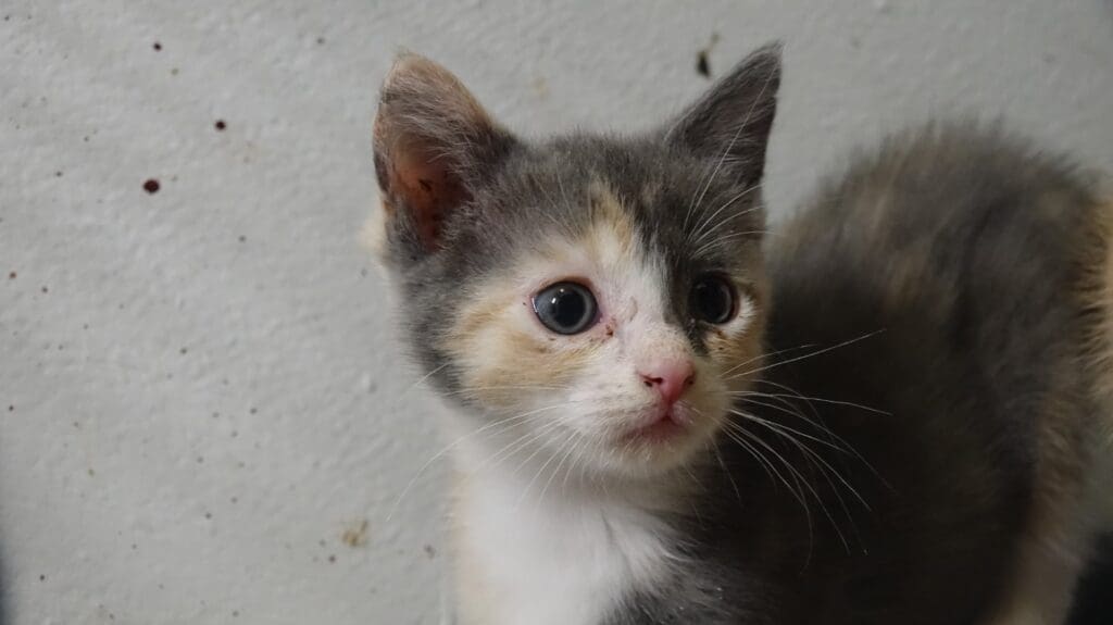 Baby Biscotti.