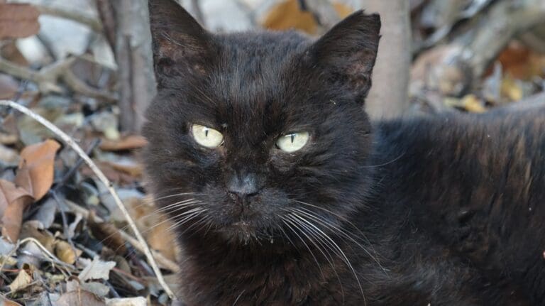 Blackie