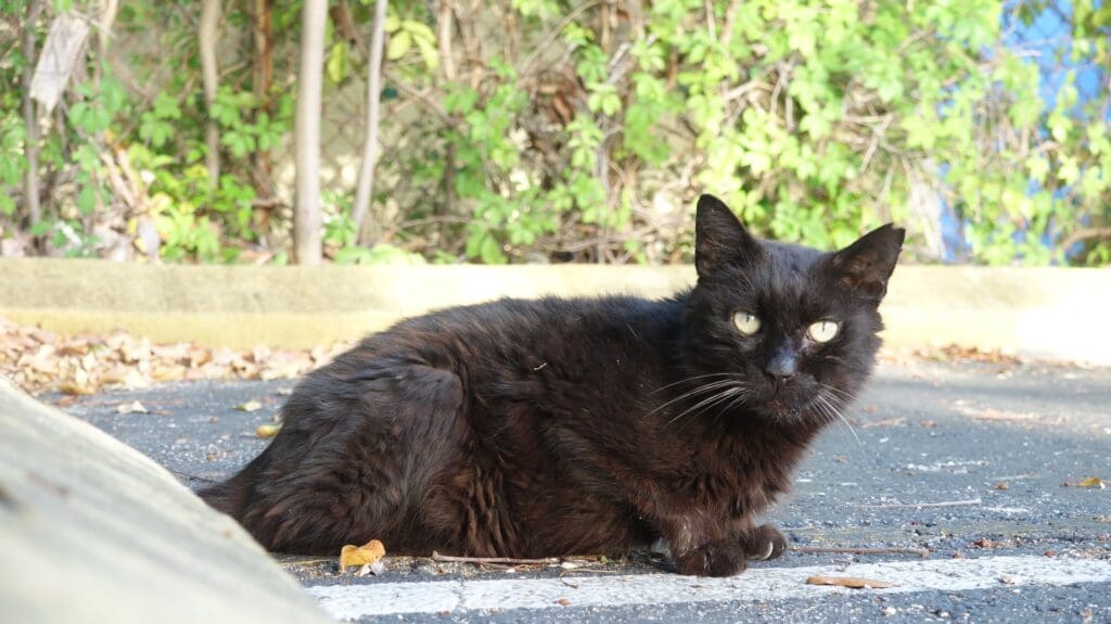 Blackie