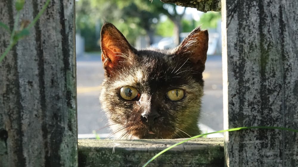 Bowie