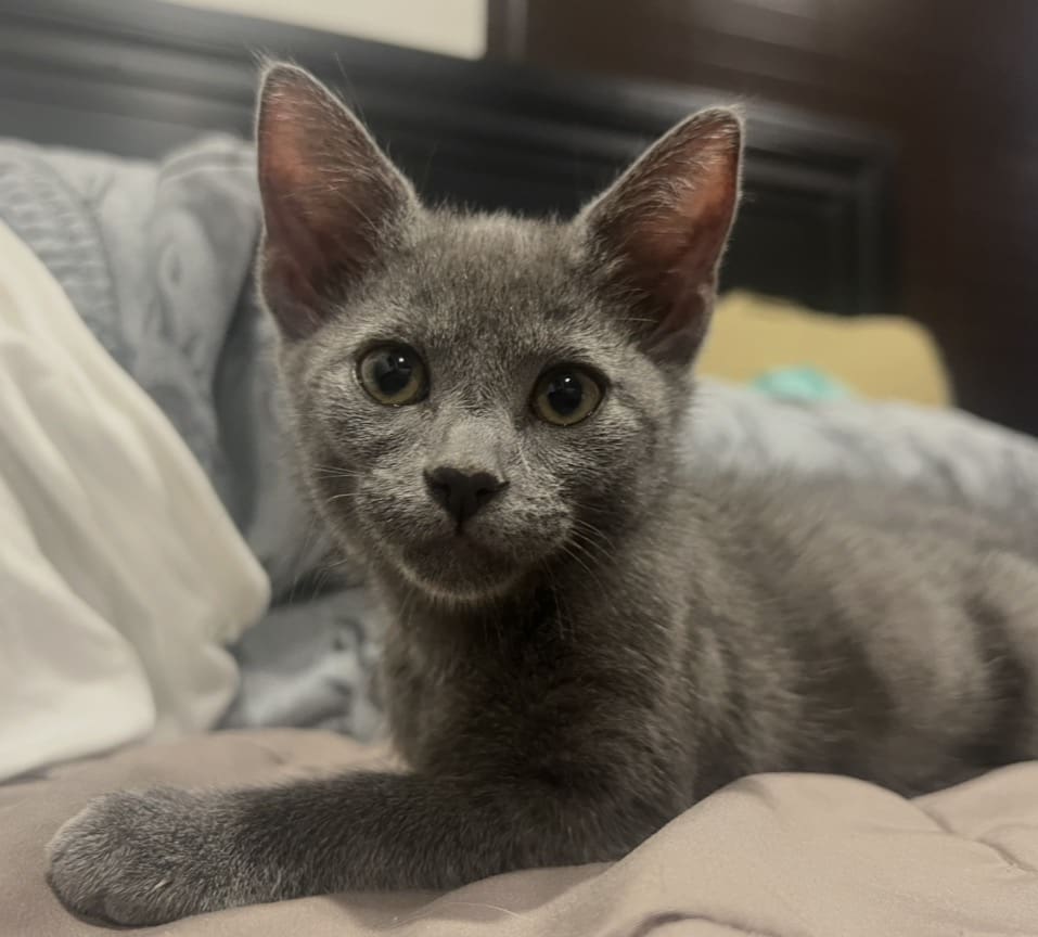 Clover, a rescued cat with three legs