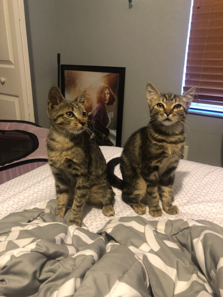 Cookies and Cream sitting next to each other