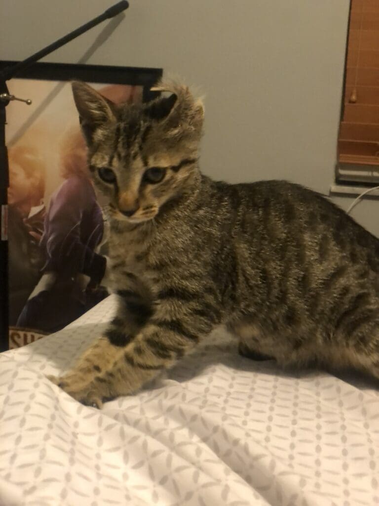 Cookies makes biscuits with her ear folded