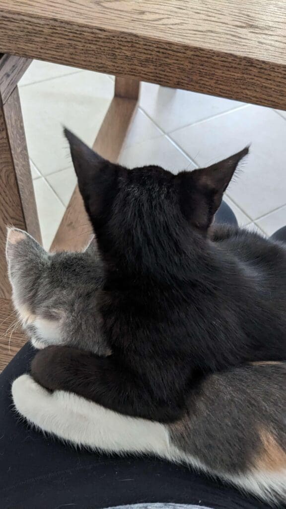 Cuddling foster sibs.
