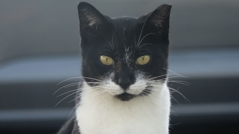 Oreo, again.