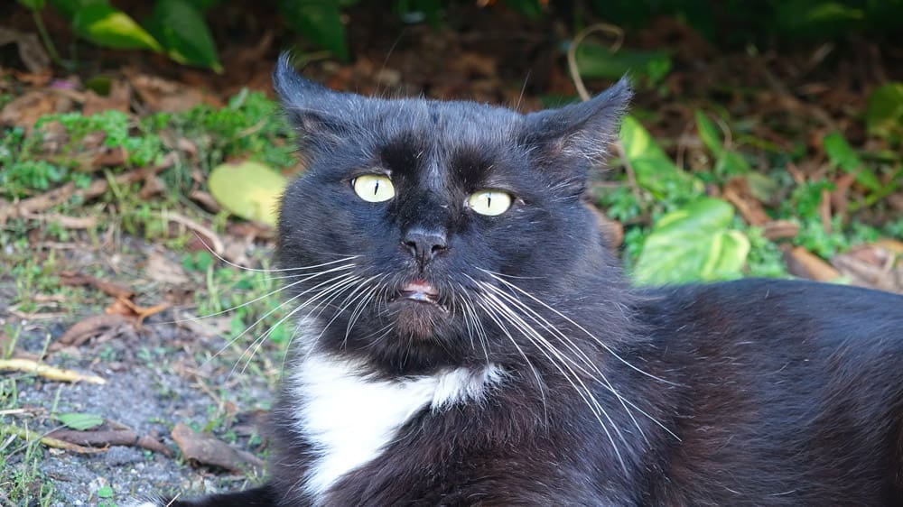 Forrest Grump's airplane ears (because he's still pissed off).