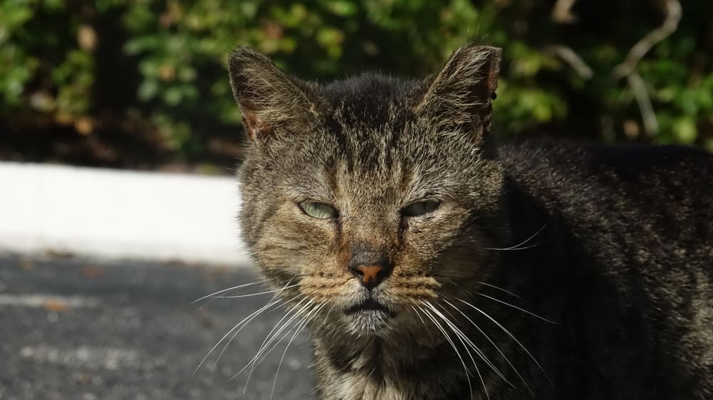 Grumpy Face Kitty