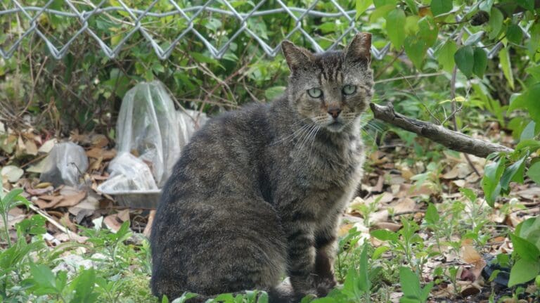 Grumpy Face Kitty