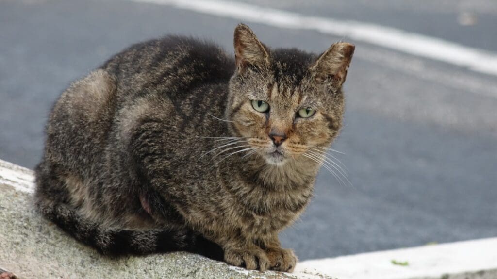 Grumpy, loafed on a curb.