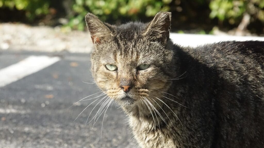 Grumpy Face Kitty squinting.