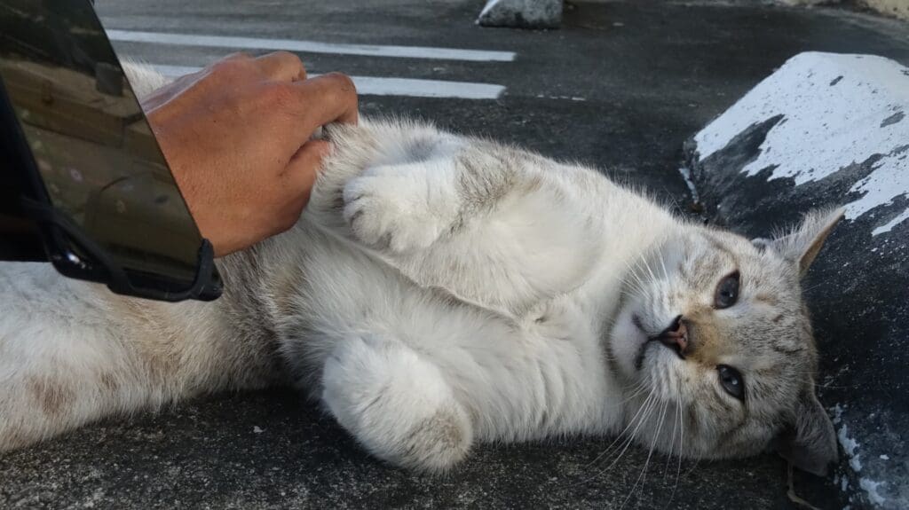 Icecap gets some pets.