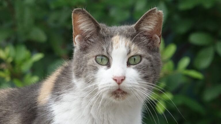 Kitty Maxx