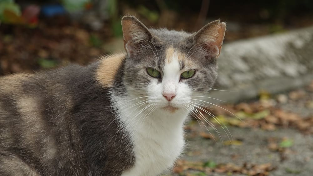 Kitty Maxx