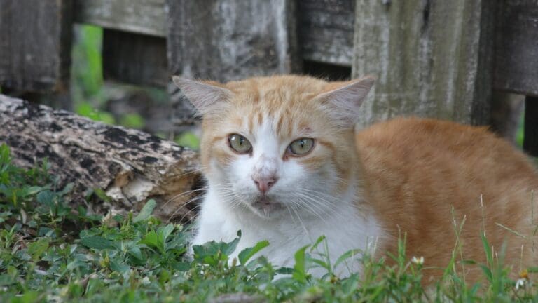 Marmalade
