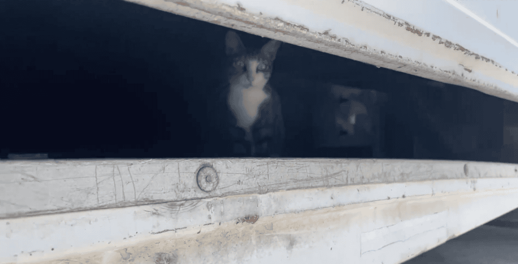 First spotted inside the truck.