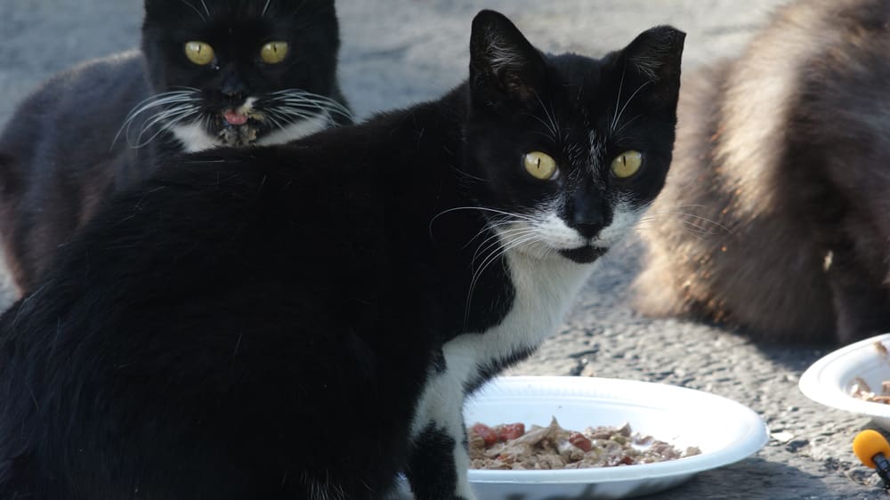 Oreo.