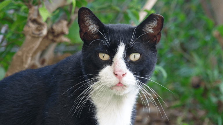 Pop Tux