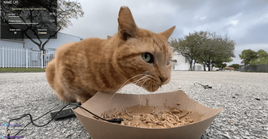 Pumpkin Hunter has a bite to eat.