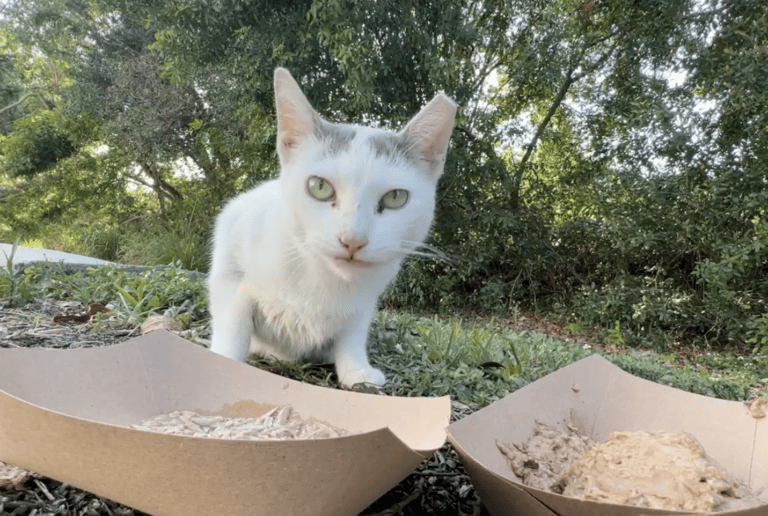 White Claw