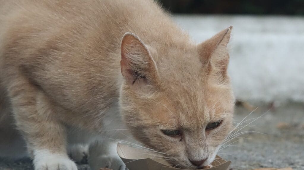 Sunkist has a meal.
