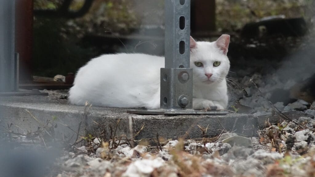 Tofu