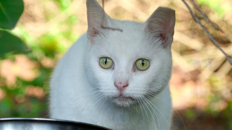 Tofu