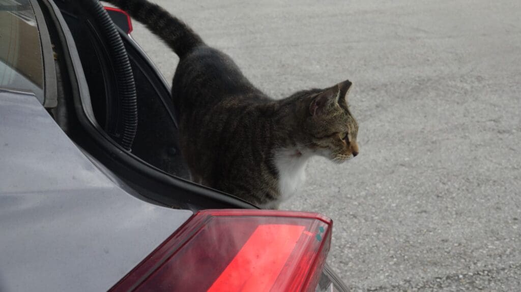 Twix emerges from the trunk.