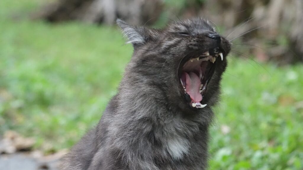 Wizard yawns.