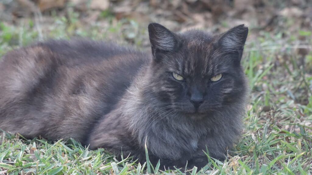 Loafed.