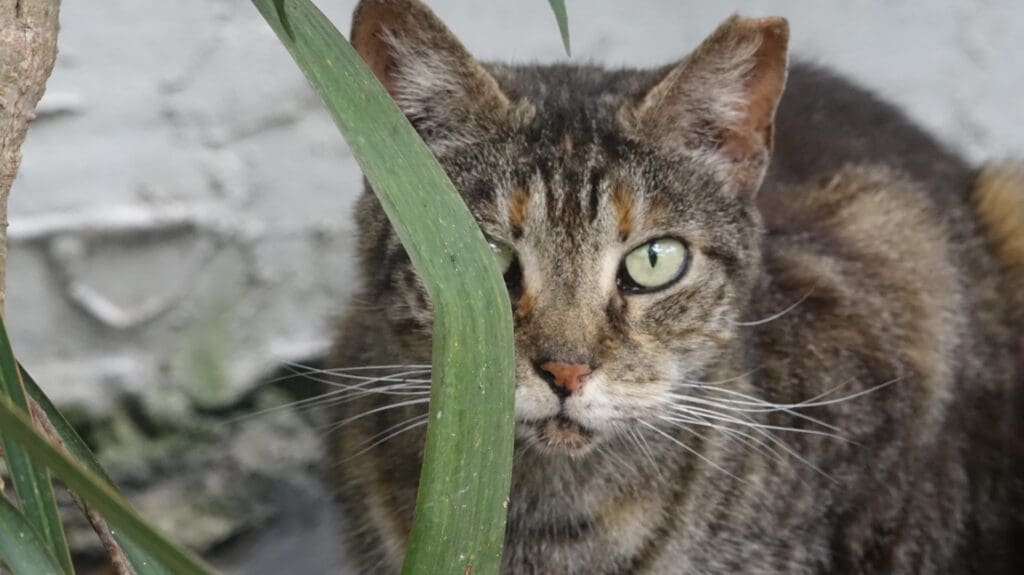 Zig Zag watches from behind a blade of grass.